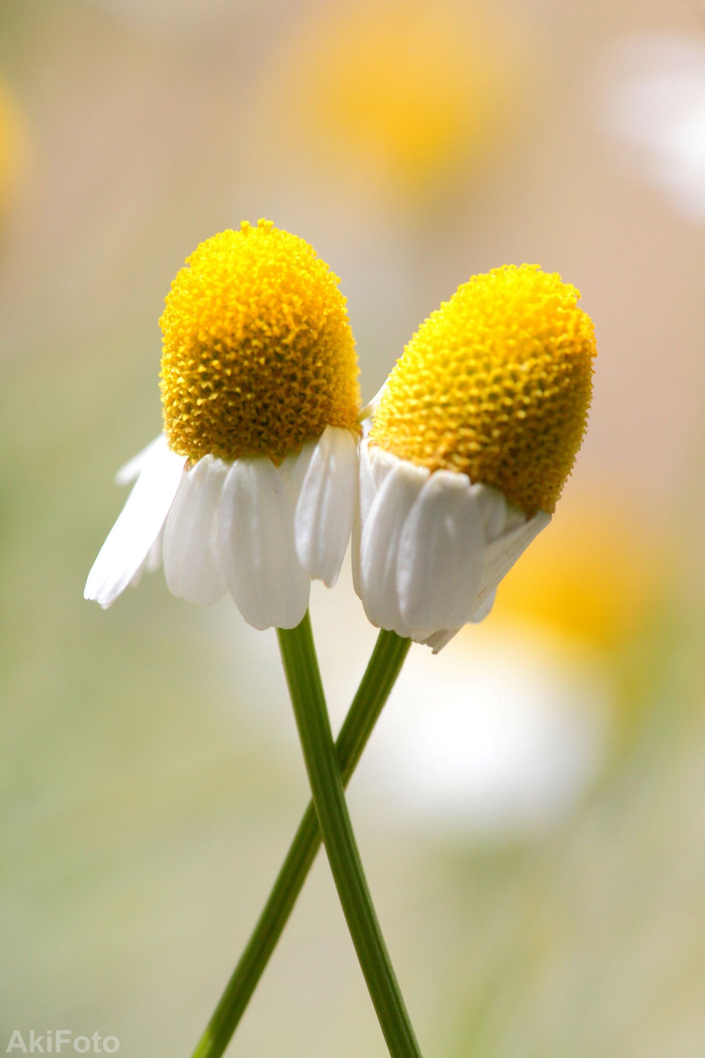 「なかよし色」　　ー夢心地シリーズー